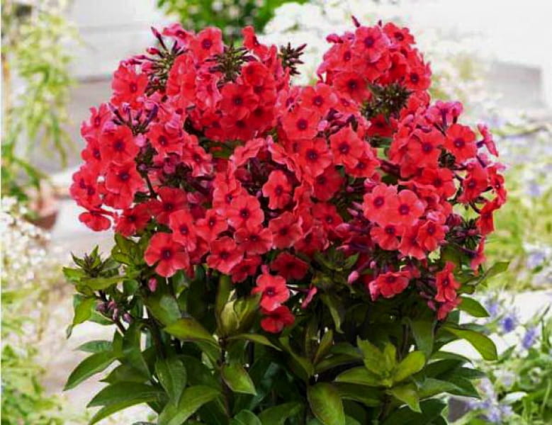 Floks Wiechowaty TEQUILA SUNRISE