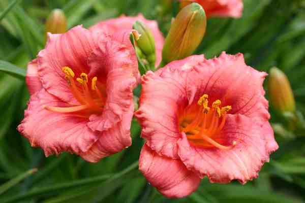 Liliowiec Ogrodowy COSMOPOLITAN