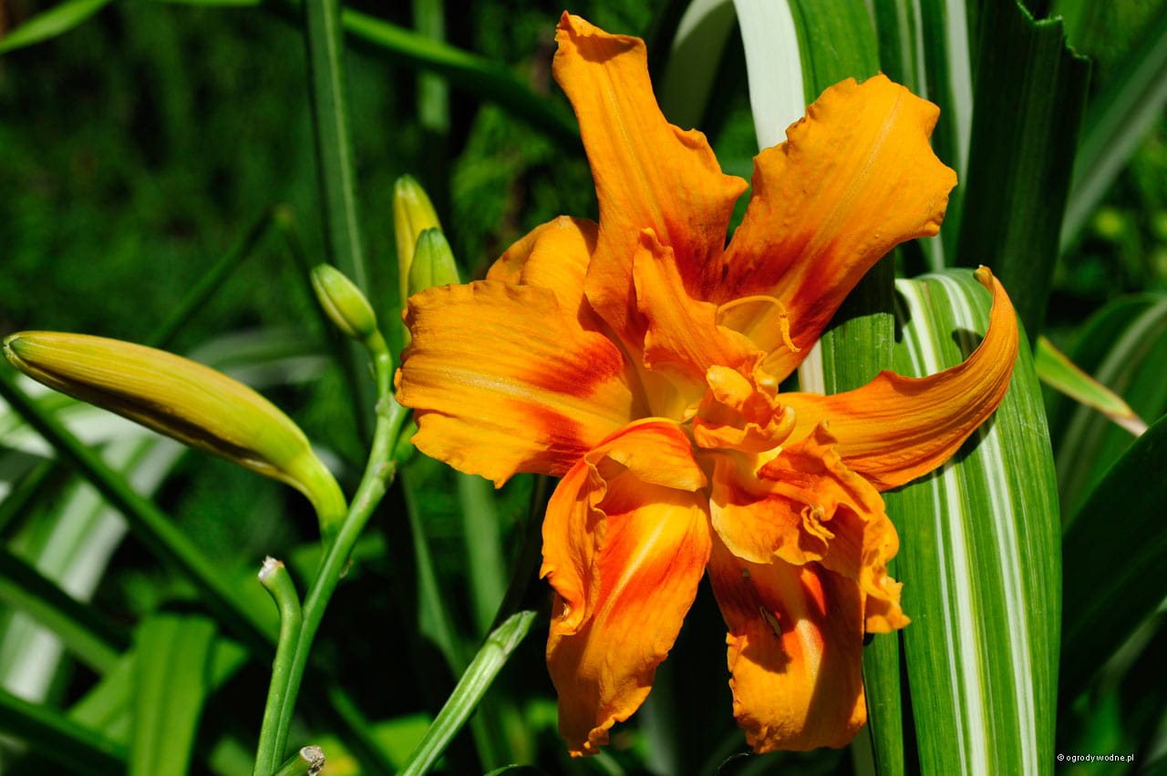 Liliowiec Ogrodowy KVANSO VARIEGATA