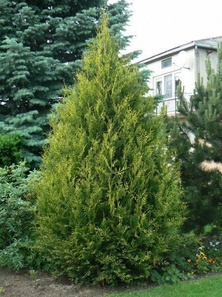 Thuja AUREOSPICATA