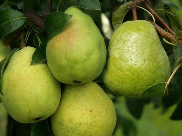 Grusza DUO - LIPCÓWKA i LUKASÓWKA