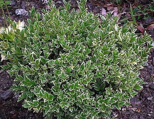 Bukszpan VARIEGATA