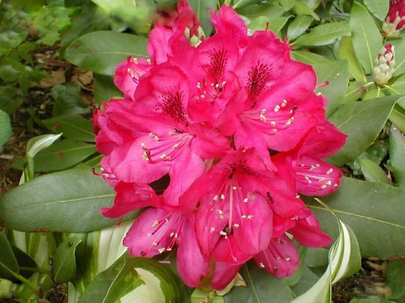 Różanecznik AMERICA