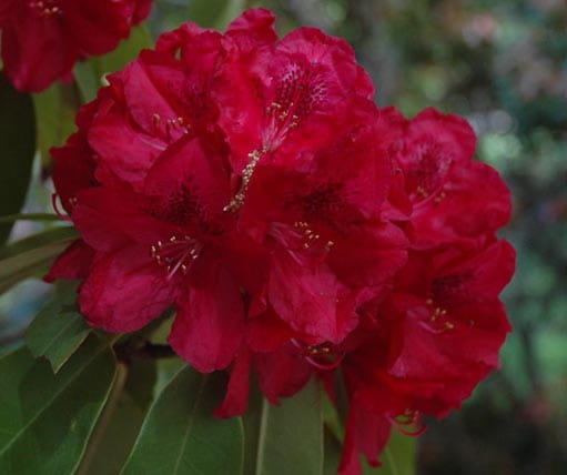 Różanecznik FRANCESKA