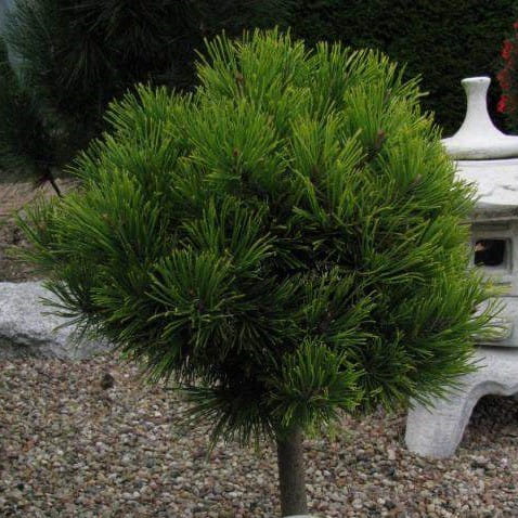 Sosna Czarna BAMBINO - szczepiona