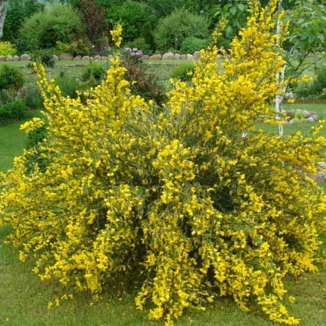 Żarnowiec - Żółty MIOTLASTY