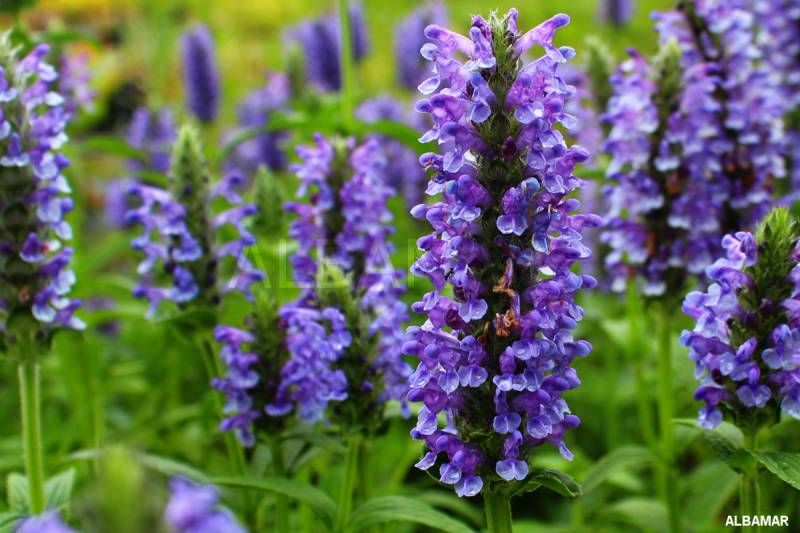 KOCIMIĘTKA ŻYŁKOWANA BLUE CARPET