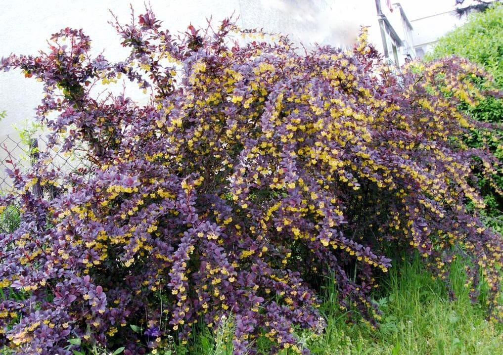 Berberys Ottawski SUPERBA