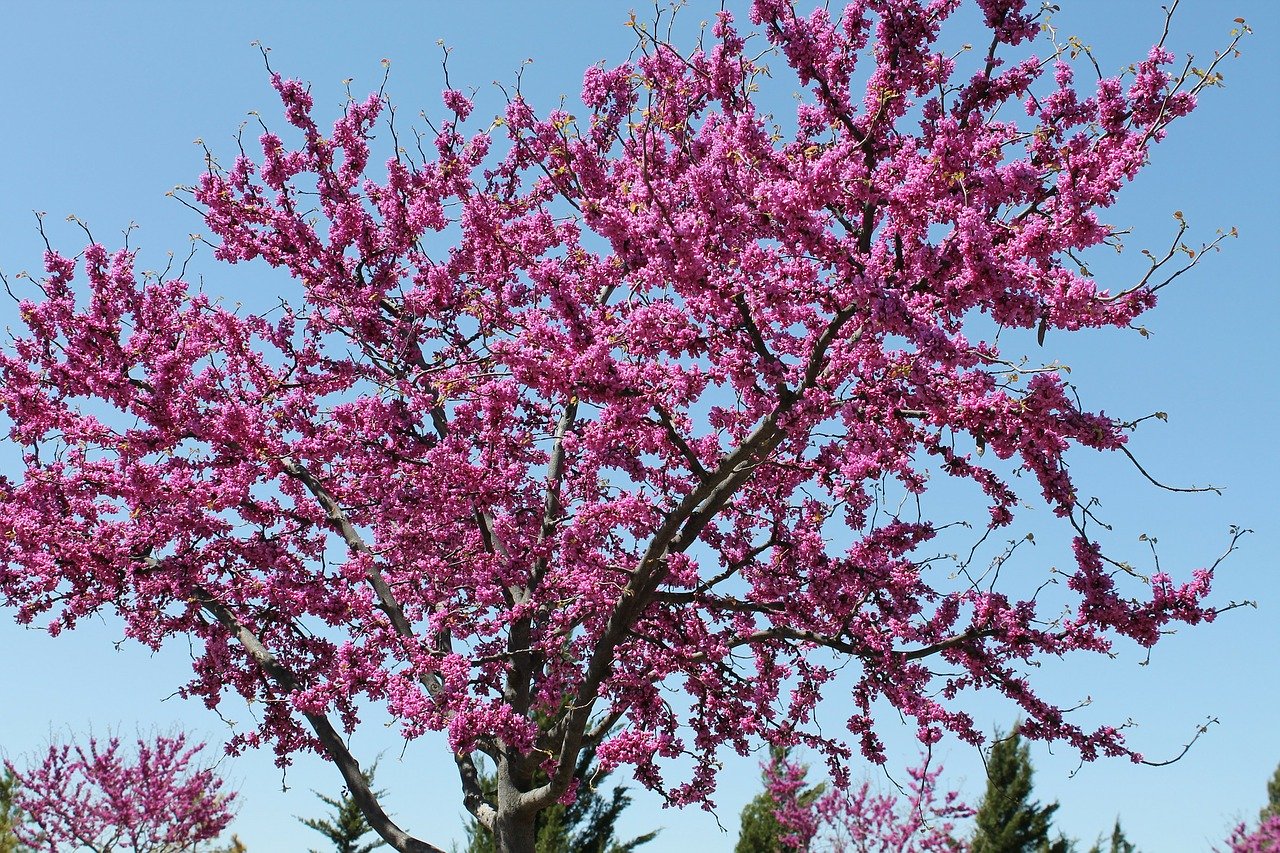 Judaszowiec, robinia i inne rośliny motylkowe w ogrodzie
