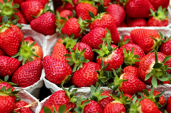 Poziomki i truskawki w doniczkach - domowa uprawa smacznych owoców