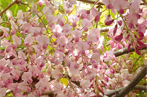 Wybór odpowiedniej odmiany wisterii