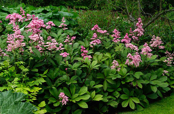 Rodgersja w ogrodzie: podstawowe informacje i ciekawostki