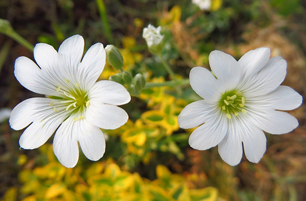 Ogród z rogownicą - jak stworzyć zieloną oazę