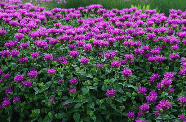 Wybór odpowiedniego stanowiska dla pysznogłówki