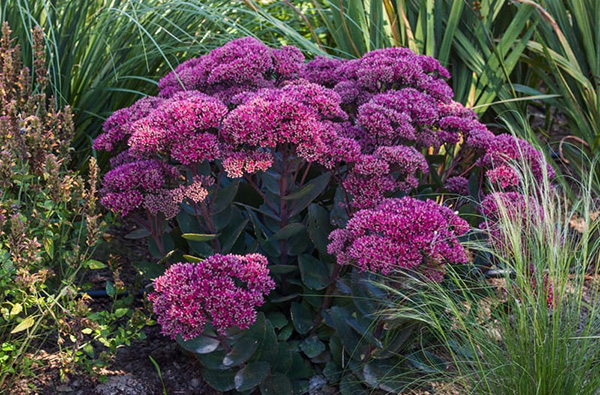 Rozchodnik w ogrodzie: mnogość możliwości