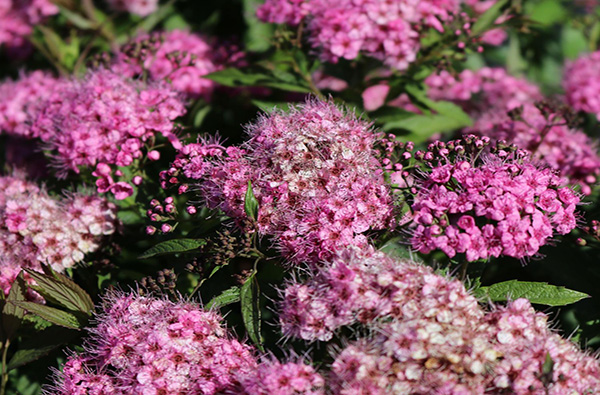 Tawułka – delikatne pióropusze i cień pełen uroku