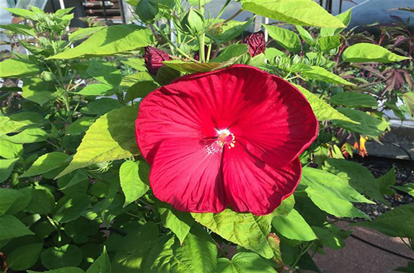 Hibiskus bylinowy FIREBALL - efektowna bylina o ogromnych, czerwonych kwiatach