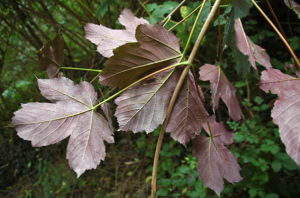 Klon jawor 'Purpurascens' - majestatyczne drzewo o purpurowych liściach