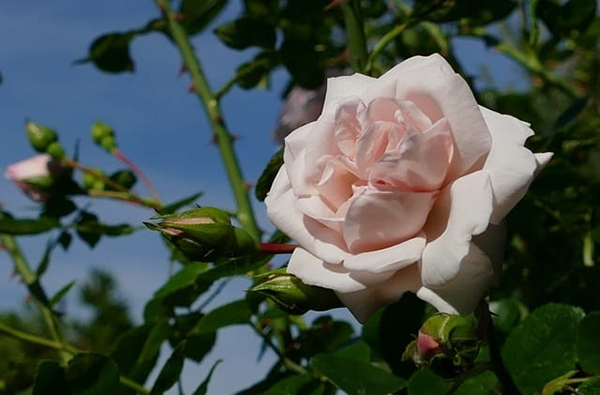 Róża pnąca bladoróżowa – romantyczna ozdoba ogrodu