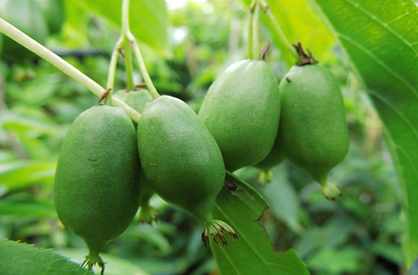 Kiwi Issai – samopylne mini kiwi o słodkich owocach do przydomowego ogrodu